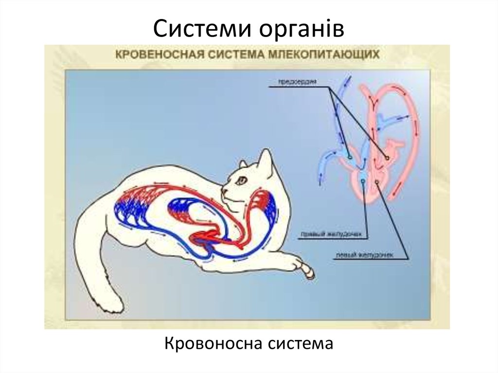 Особенности кровообращения млекопитающих. Система кровообращения у кошек схема. Кровеносная система животных схема. Кровеносная система млекопитающих. Схема строения кровеносной системы млекопитающих.