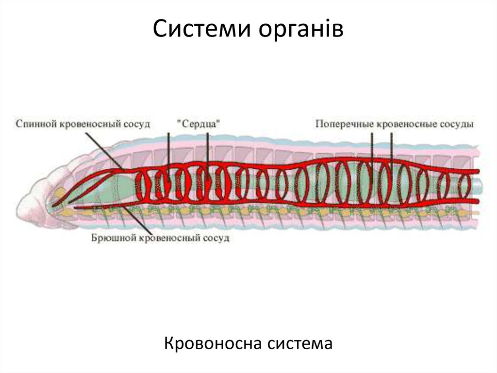 Кольцевые сосуды дождевого червя. Строение кровеносной системы кольчатых червей. Кровообращение кольчатых червей. Кольчатые черви кровеносная система. Строение кровеносной системы червя.