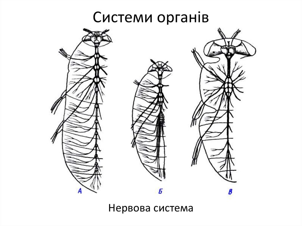 Нервная система насекомых. Нервная система насекомых у насекомых. Анатомия таракана нервная система. Поденки нервная система. Нервная система насекомых какого типа.