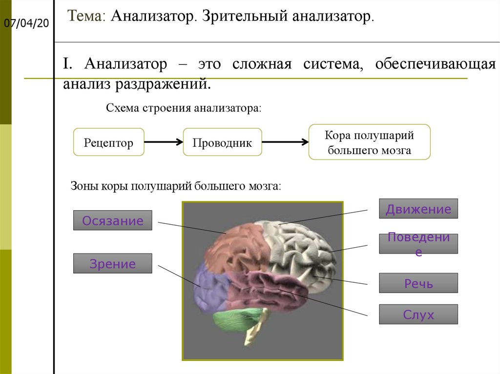 Понятие об анализаторах зрительный анализатор презентация 8 класс пасечник