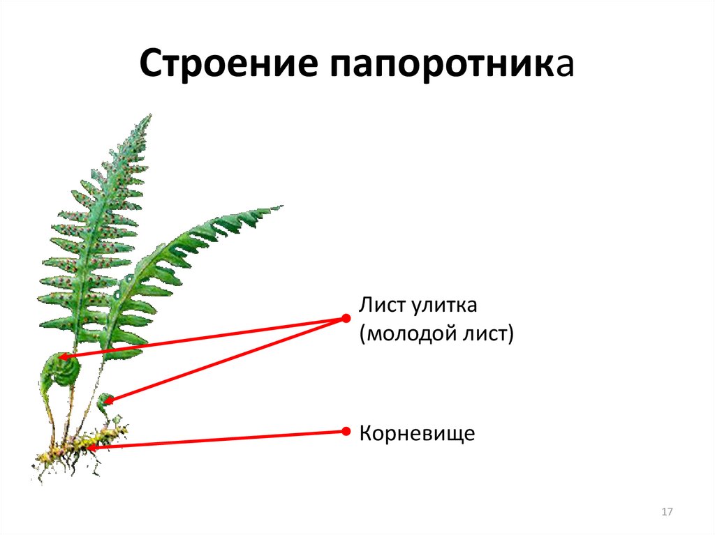 Папоротники имеют. Папоротник нефролепис строение. Папоротниковидные строение. Строение папоротника 6 класс биология. Внешнее строение папоротникообразных.