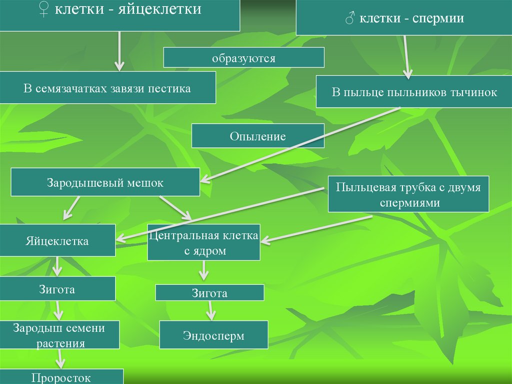 Размножение и оплодотворение растений 6 класс презентация