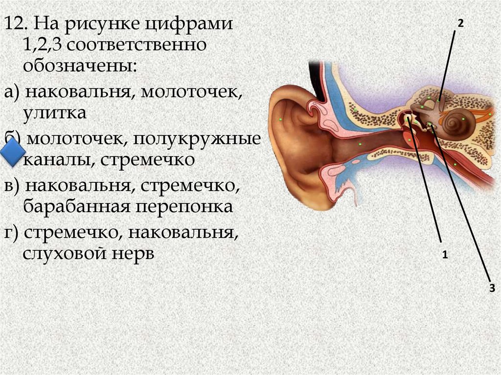В среднем ухе расположены молоточек. Наковальня со стремечком это внутреннее ухо. Строение барабанной перепонки 8 класс. Барабанная перепонка, стремечко, наковальня и молоточек. Стремечко наковальня.