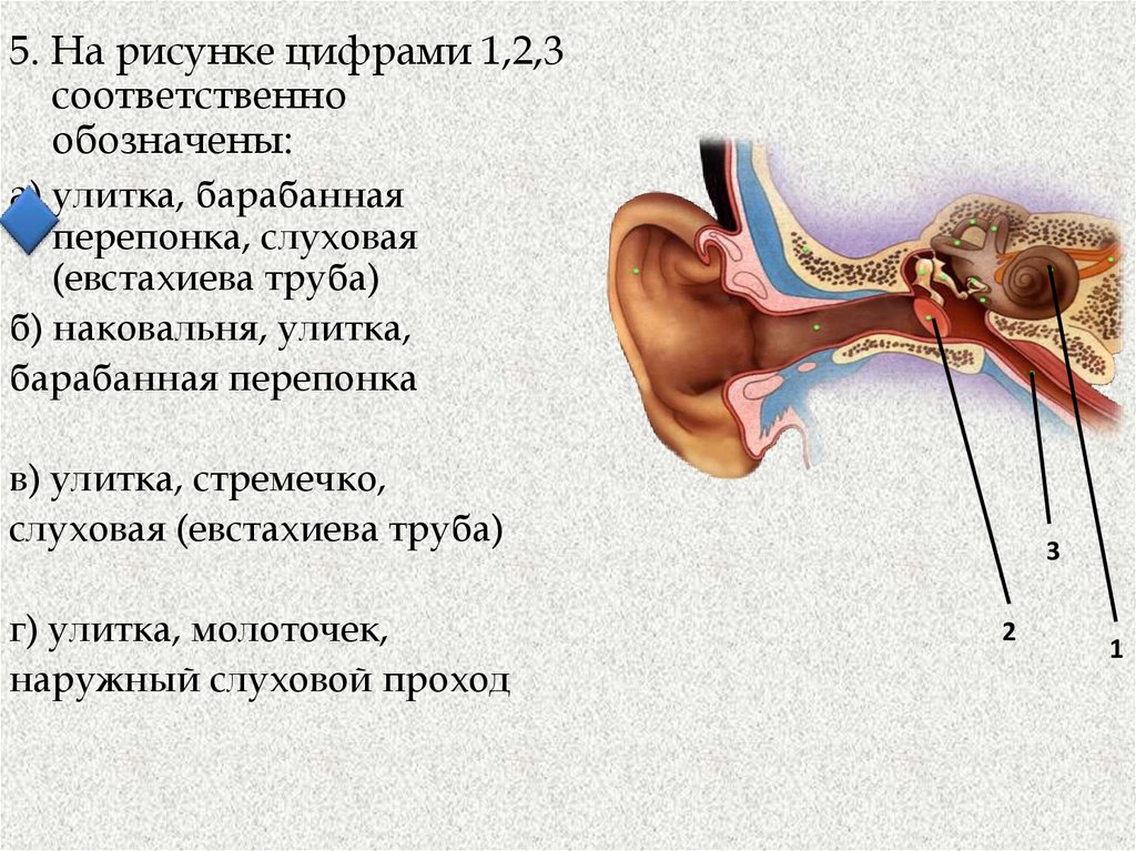 Тест орган слуха 8 класс. Улитка и евсхиевая труба. Строение уха человека евстахиева труба. Бозначена евстахиева труб ЕГЭ. Анатомия уха евстахиева труба.