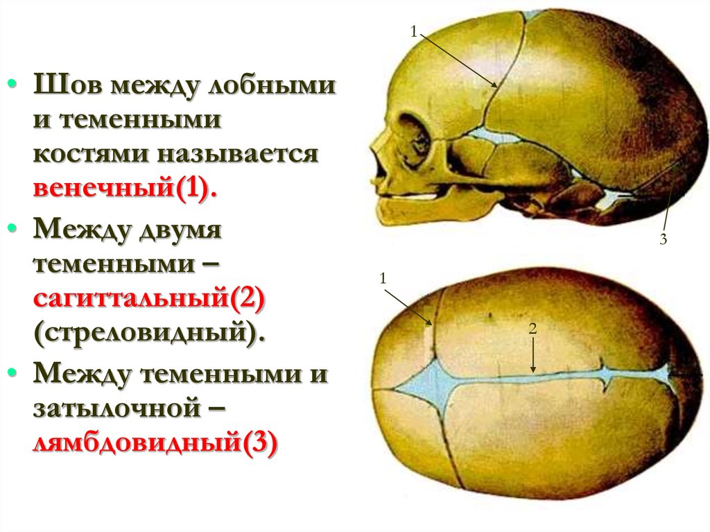 Все кости черепа соединены друг с другом. Соединение костей черепа. Соединение костей черепа швы. Толщина кости черепа. Соединение костей черепа анатомия.