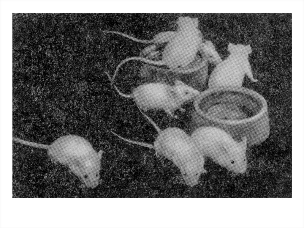 Мыши николаев. Опыт Лунина с мышами. Лунин эксперимент с мышами.