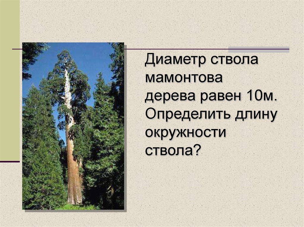 Ствола на высоте 1 3. Диаметр ствола дерева. Мамонтово дерево высота. Сообщение про Мамонтово дерево. Диаметр стебля.