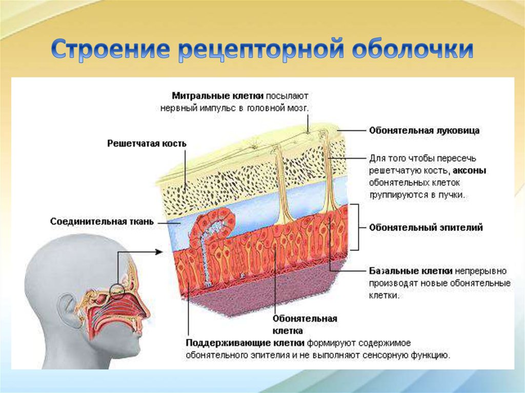 Обонятельные анализаторы презентация