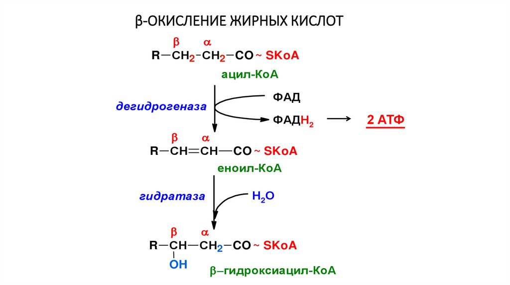 Окисление жирных кислот фермент. Схема реакции активации жирных кислот.. Последовательность реакций бета окисления. Схема бета-окисления насыщенных жирных кислот. Гамма окисление жирных кислот биохимия.