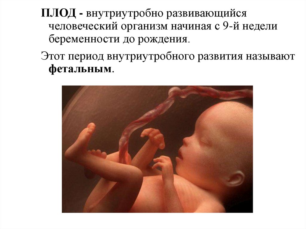 Эмбрион 9 Недель Фото