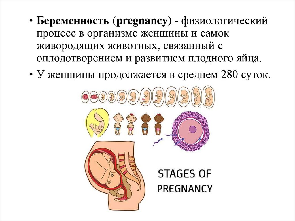 1 стадия зародышевого развития