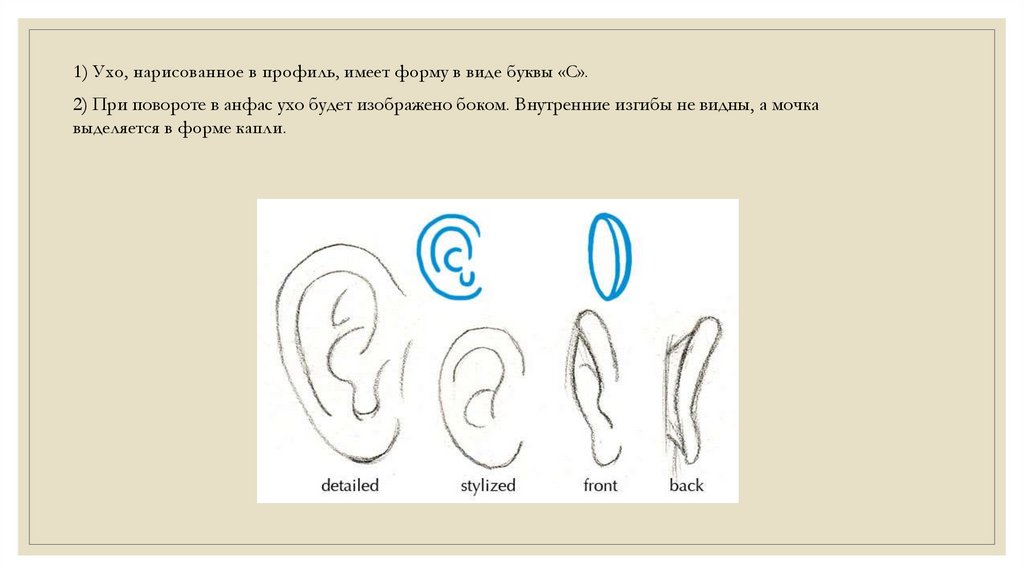 Как нарисовать ухо собаки