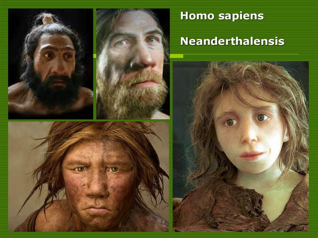 Homo sapiens Neanderthalensis.