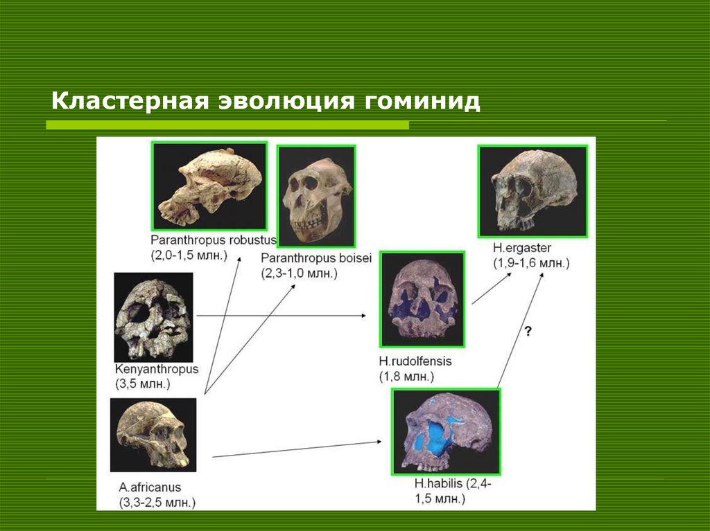 Схема эволюции семейства гоминид