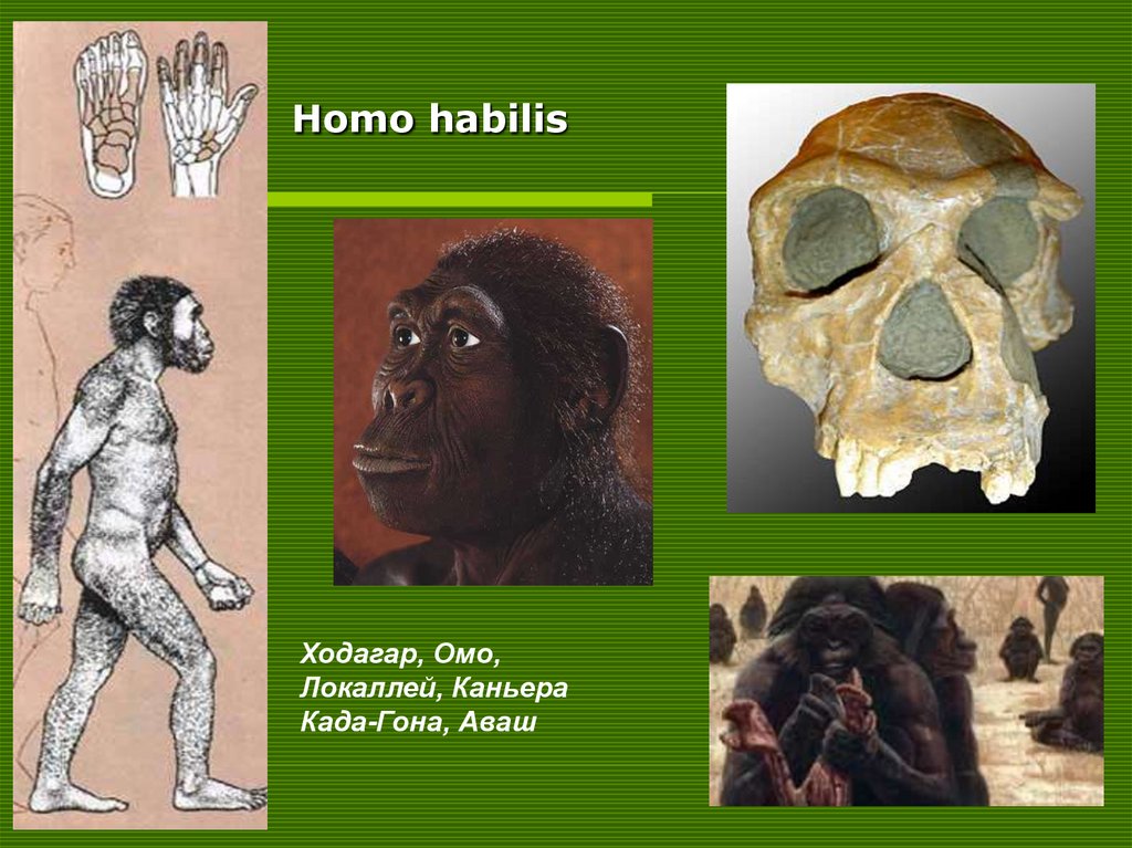 Homo habilis это. Человек умелый. Человек умелый хомо хабилис.