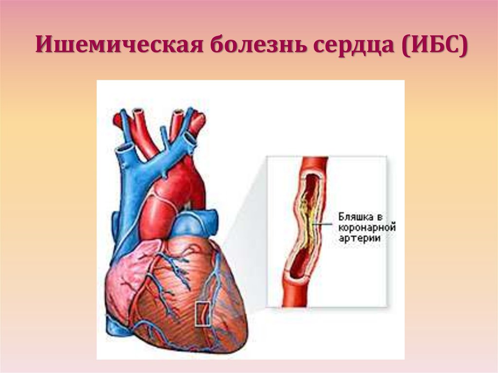 Особенности сердечно сосудистой