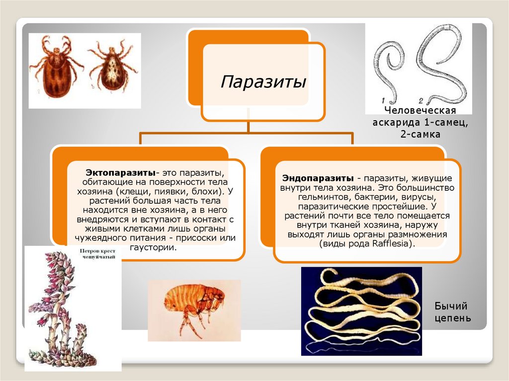 Эктопаразиты это кто. Виды паразитов в организме человека классификация. Эндопаразиты человека примеры. Эктопаразиты человека примеры.