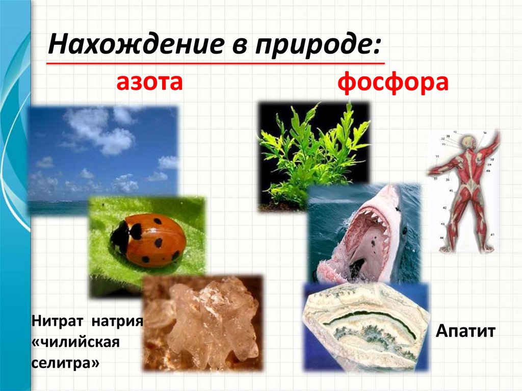 Азотная фосфор. Нахождение в природе азота. Нахождение ахота в природе. Нахождение азона в природе. Нахождение в природе фосфора.