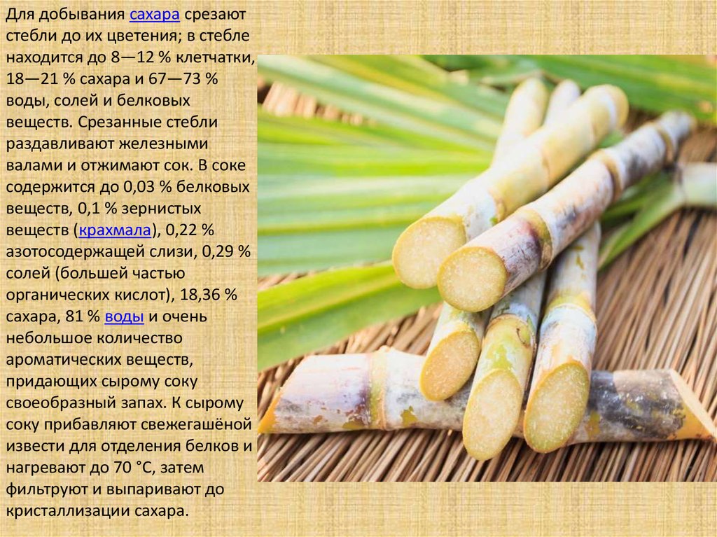 Сахарный тростник районы выращивания. Сахарный тростник в Египте. Сахарный тростник презентация. Сахарный тростник в Латинской Америке. Сахарный тростник сахар.