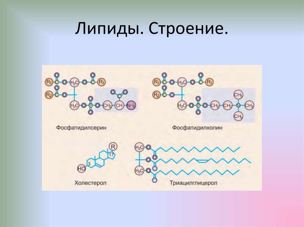 Строение жиров картинка