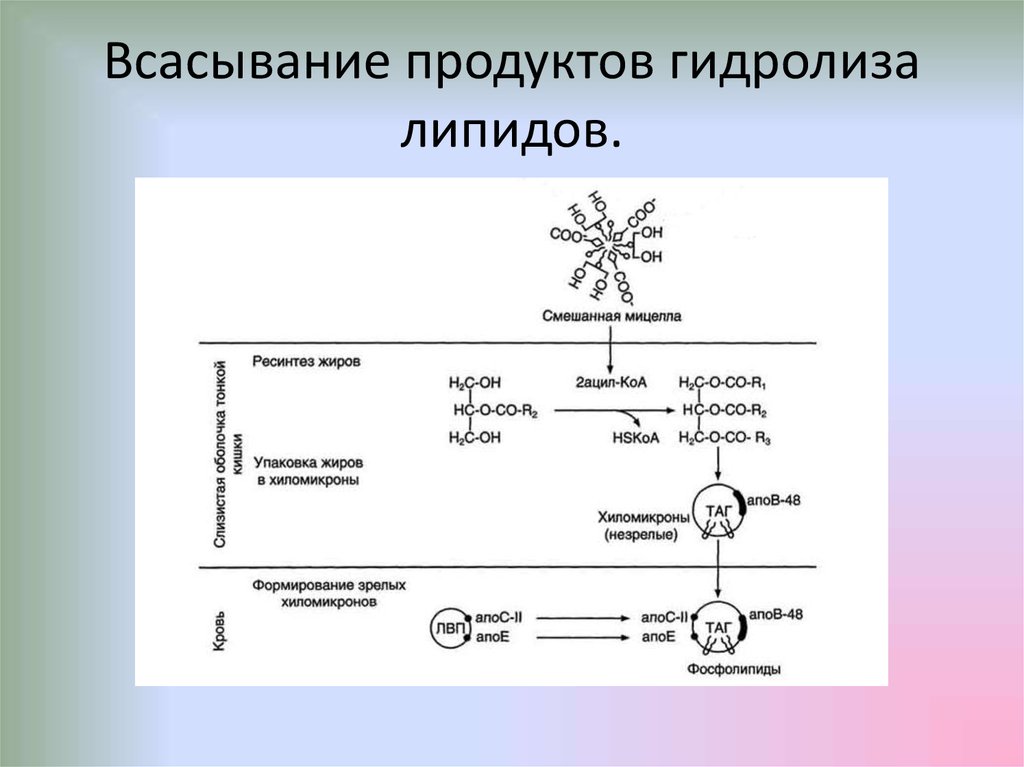 Схема гидролиза белка