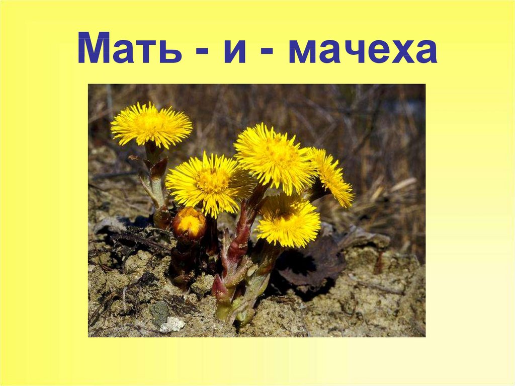 Мать и мачеха картинка для детей