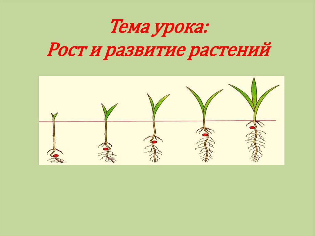 Сообщение о росте и развитии растений. Рост и развитие. Развитие растений. Особенности роста и развития растений. Пример роста и развития у растений.
