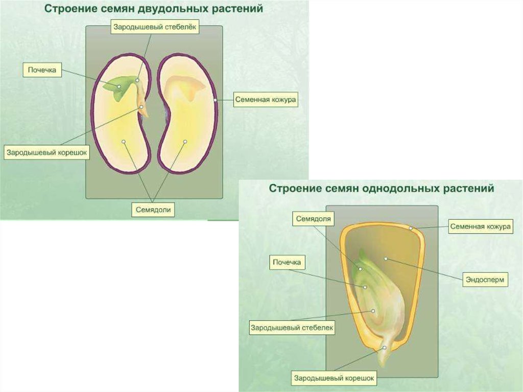 Покажите стрелками и подпишите на рисунке семенную кожуру семядоли зародышевый стебелек