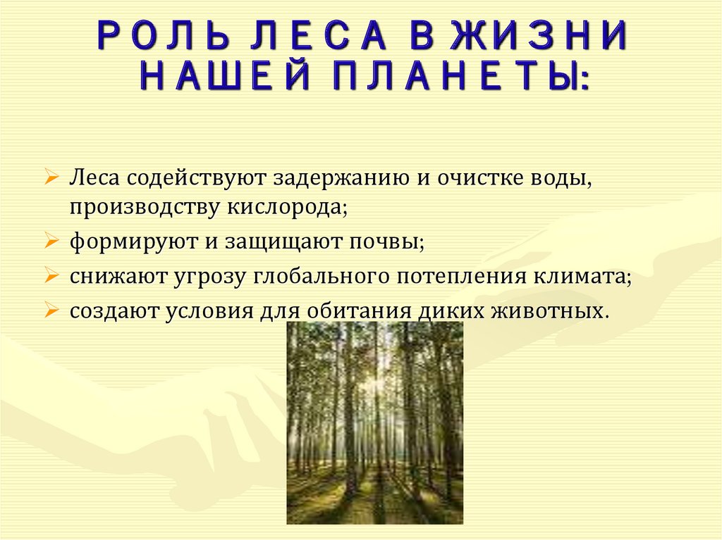 Какова роль леса в жизни человека