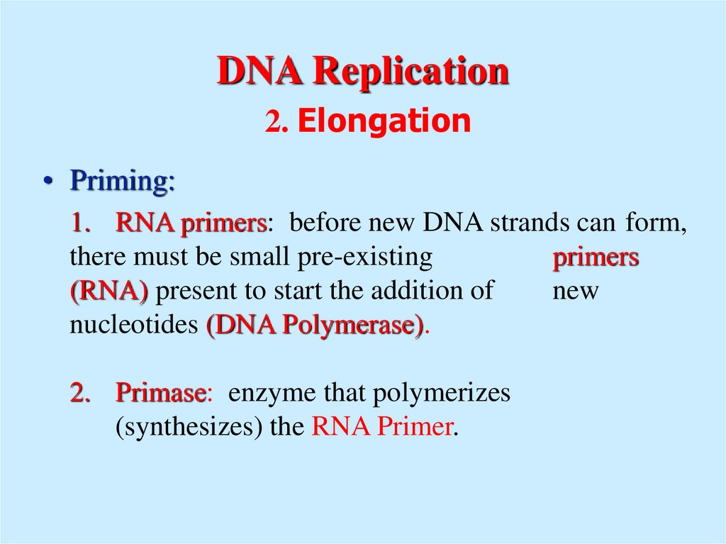 DNA Replication 2. Elongation