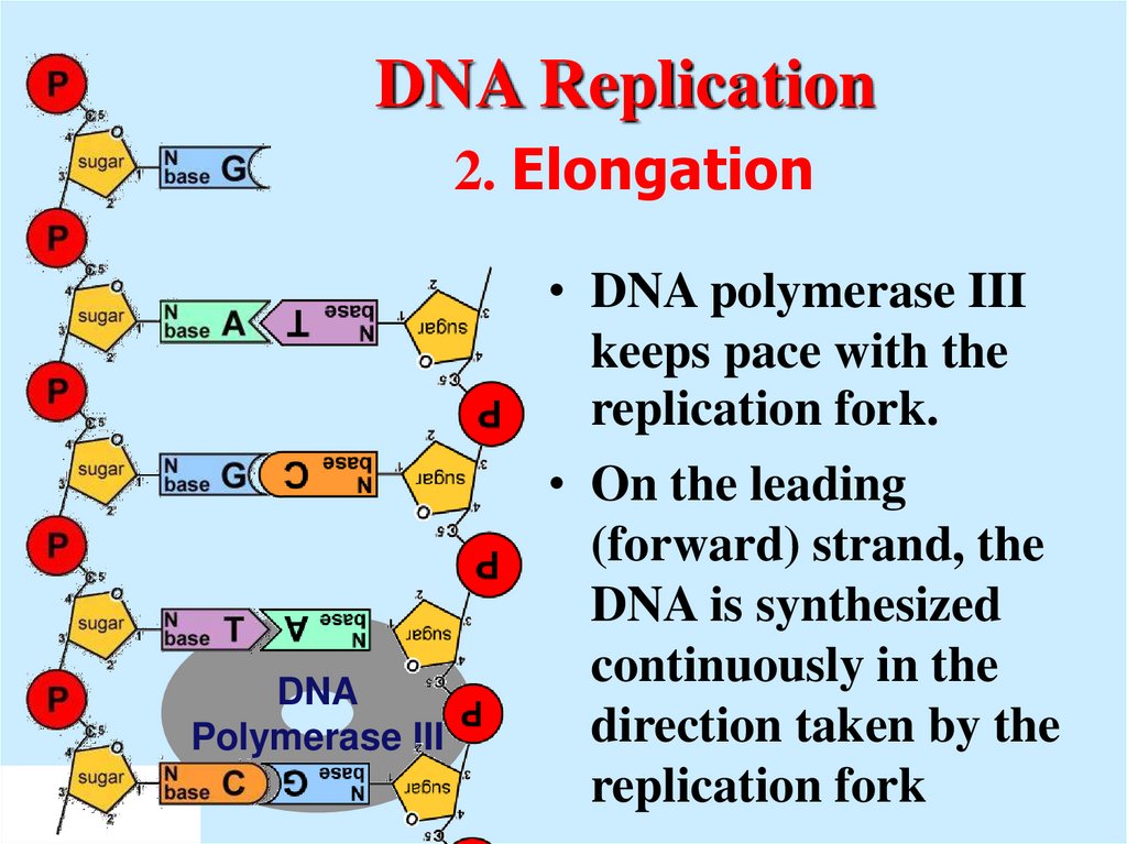 DNA Replication 2. Elongation