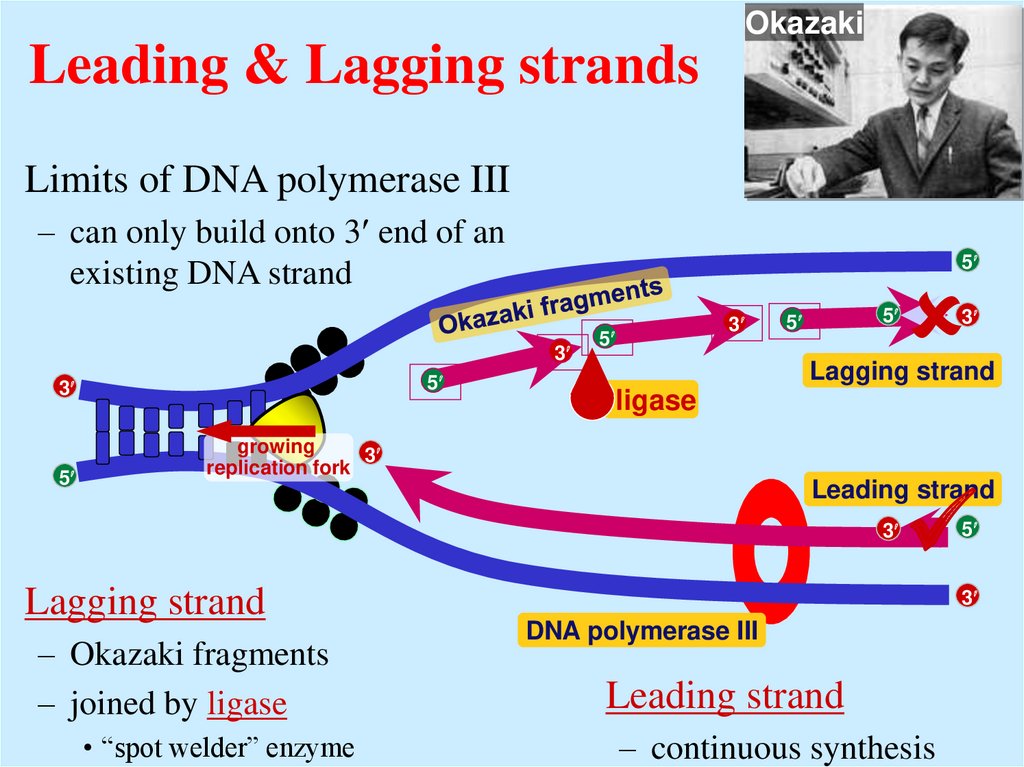 Leading & Lagging strands
