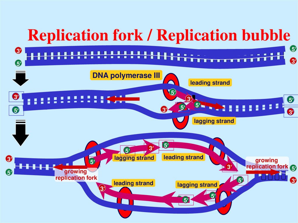Replication fork / Replication bubble