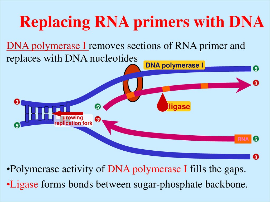 Replacing RNA primers with DNA