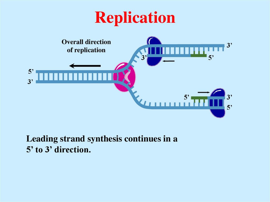 DNA RNA Protein - презентация онлайн