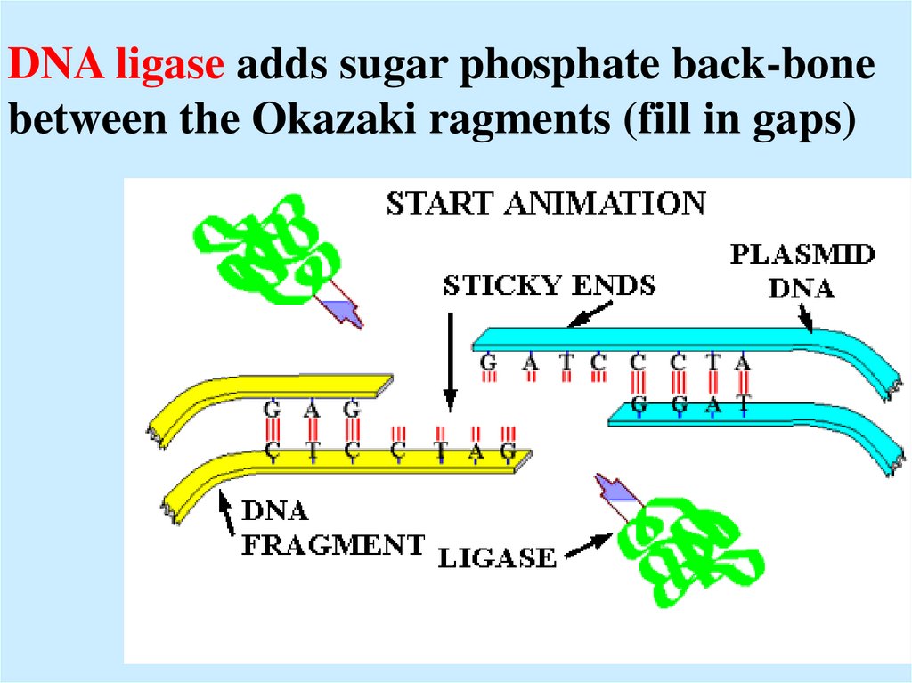 DNA ligase adds sugar phosphate back-bone between the Okazaki ragments (fill in gaps)