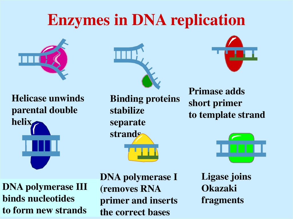 Enzymes in DNA replication