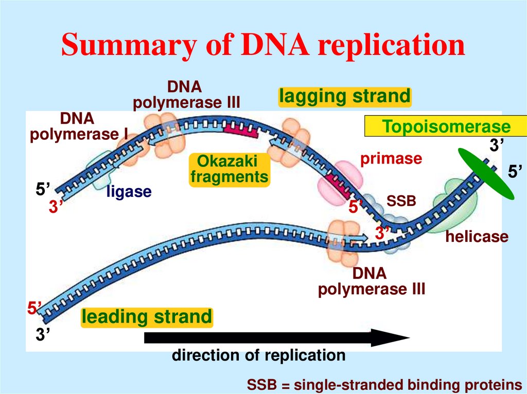 Summary of DNA replication