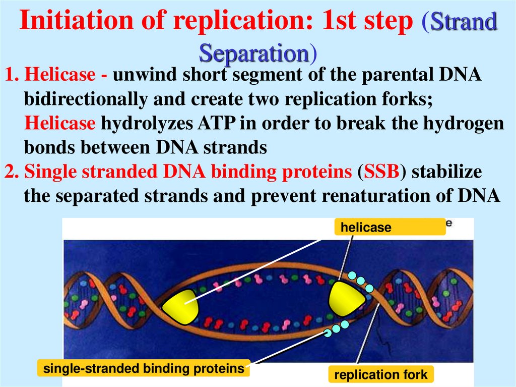Initiation of replication: 1st step (Strand Separation)