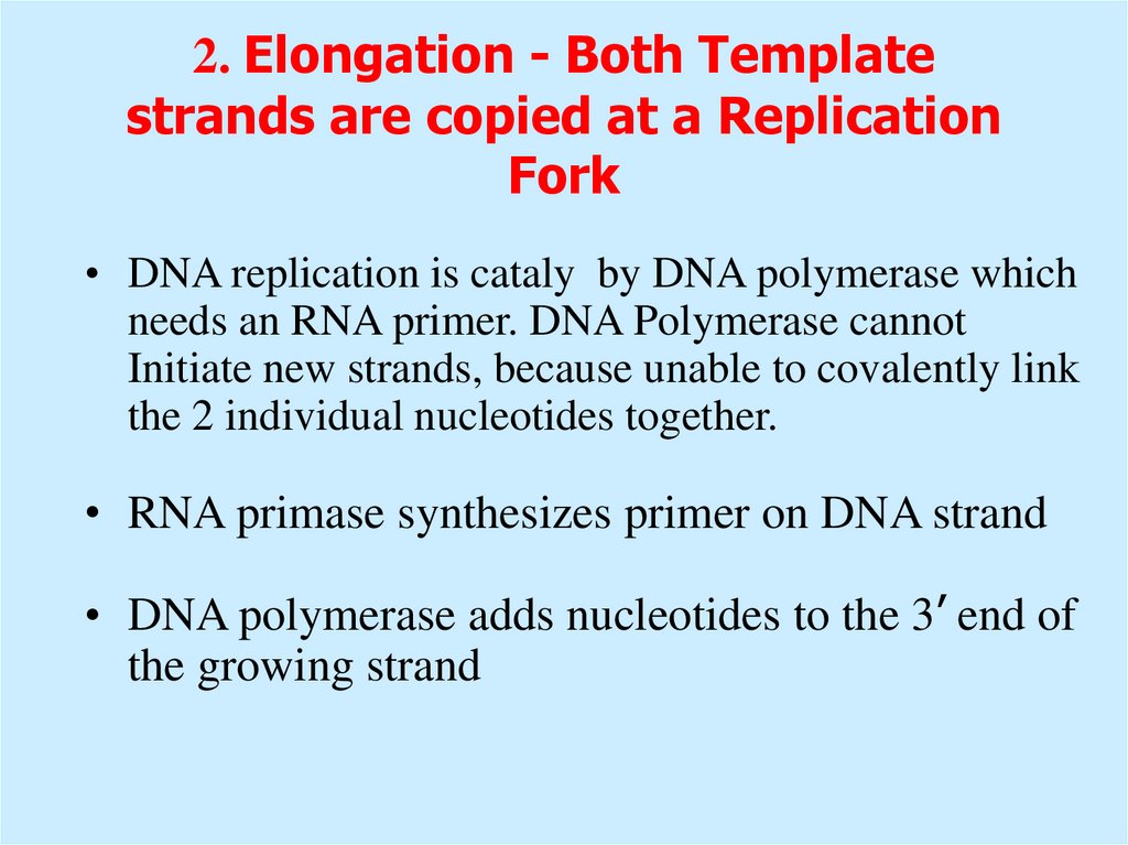 2. Elongation - Both Template strands are copied at a Replication Fork