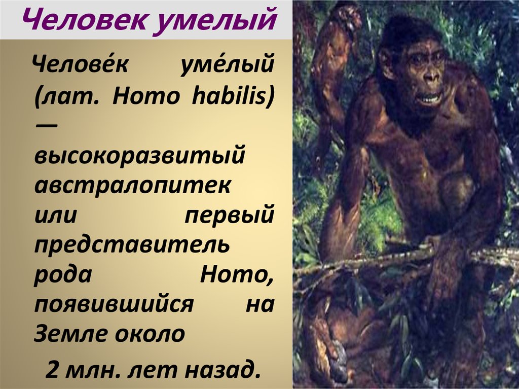 Представители рода homo. Хомо хабилис австралопитек. Человек умелый. Австралопитеки человек умелый. Человек умелый представители.