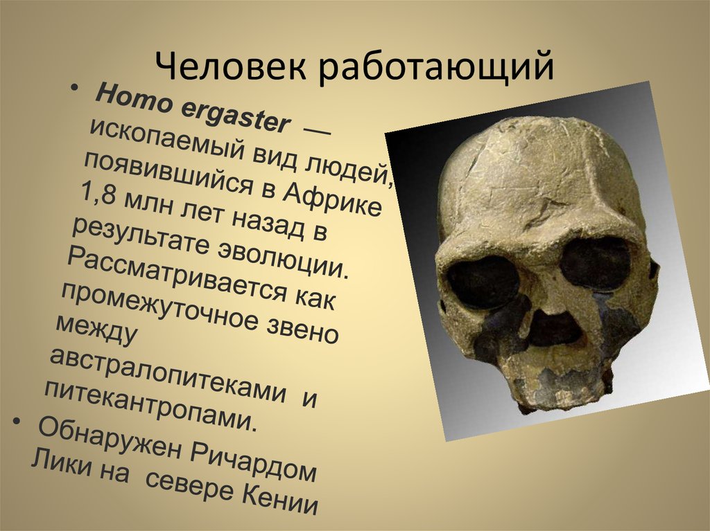 Австралопитек питекантроп. Homo ergaster характеристика. Человек работающий homo ergaster. Хомо эргастер характеристики.