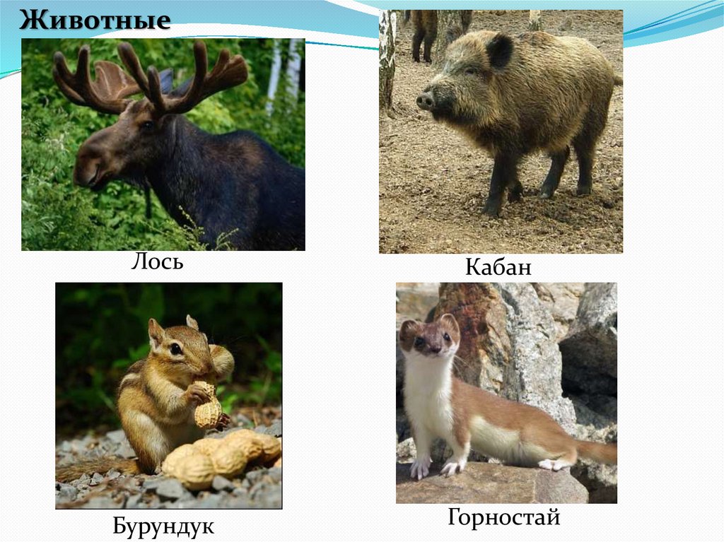 В какой природной зоне живет лось. Животные природных зон. Животные зоны России. Животные в природной зоне Лось.