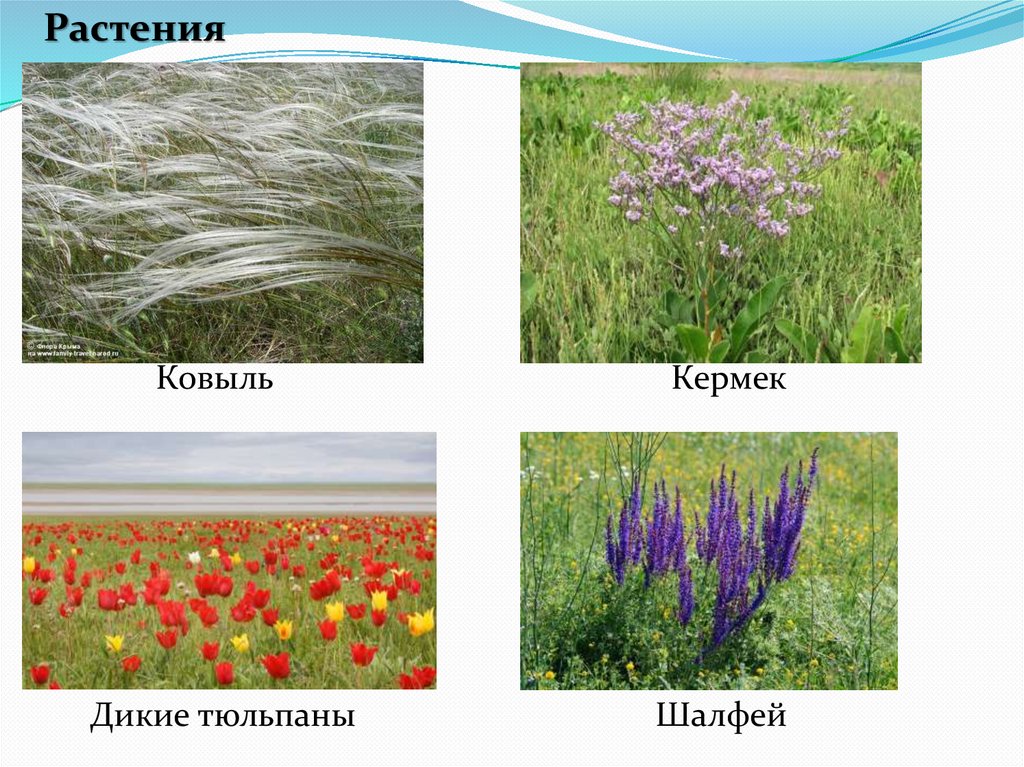 Тюльпан где растет природная зона. Растения степи. Растения лесов и степей. Смешанные степи растения и цветы. Растения степи России.