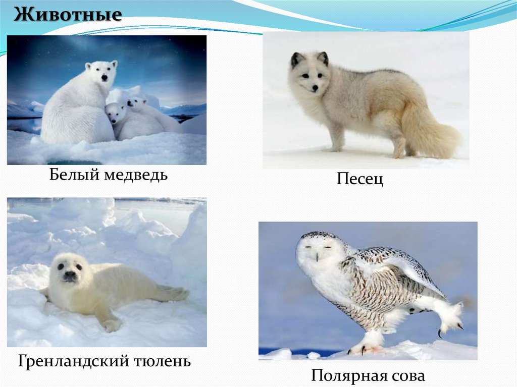 На следующей странице представлены фотографии белого медведя. Песец белый медведь Полярная Сова. Гренландский песец. Белые медведи песец и морской котик. Тюлень и песец.
