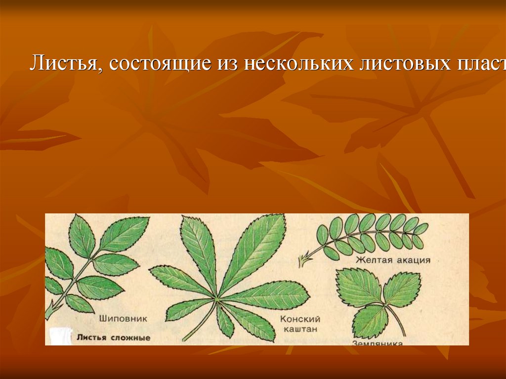 Внешнее строение листьев презентация