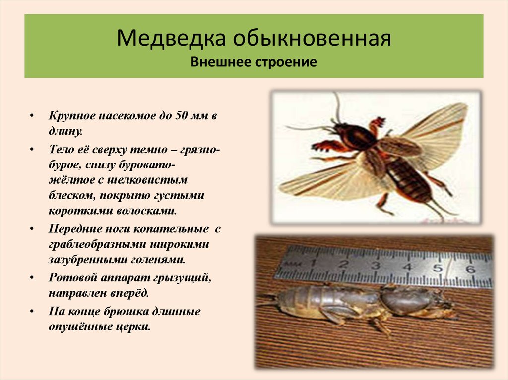 Работа по насекомых работа. Систематика медведки обыкновенной. Строение медведки. Медведка насекомое строение. Особенность развития насекомого медведки.