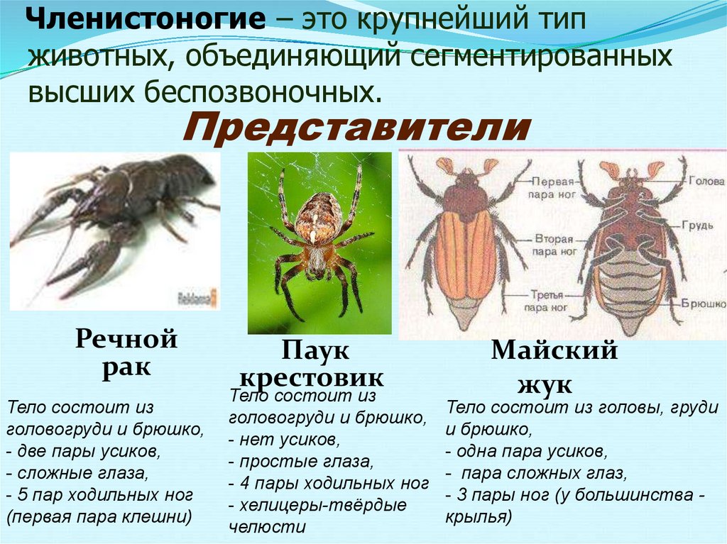 Биология класс членистоногие. Таблица по биологии Тип Членистоногие 7 класс Майский Жук. Тип Членистоногие представители. Членистоногие и их строение. Представители членистоногих класс насекомые.