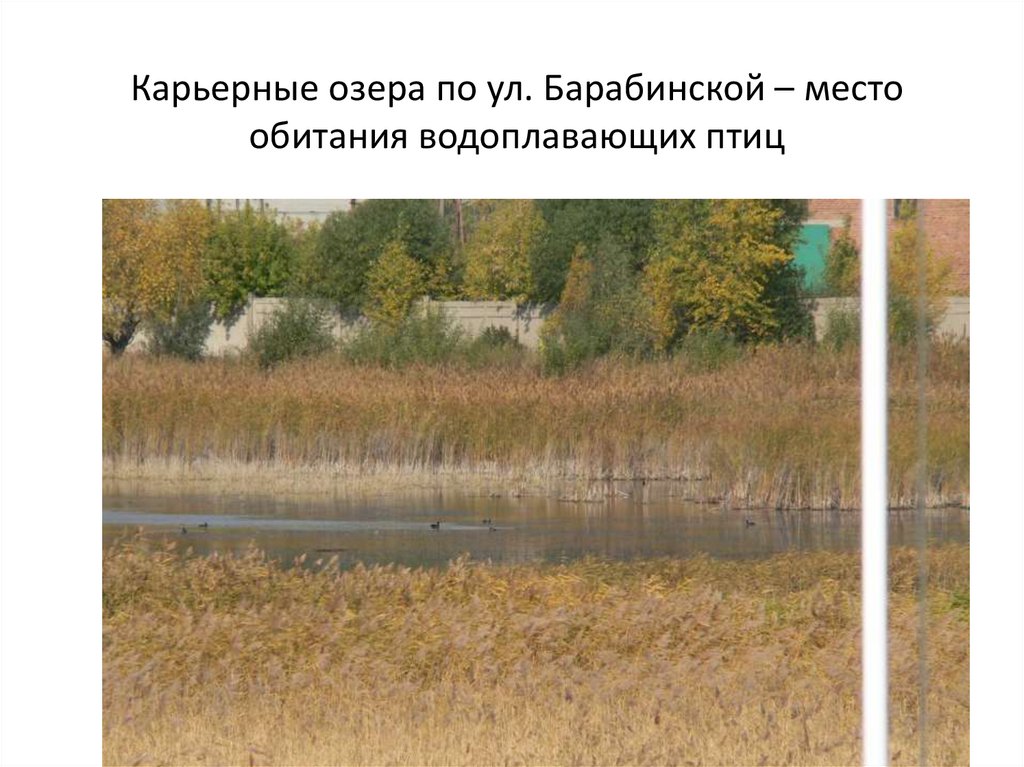 Карьерные озера по ул. Барабинской – место обитания водоплавающих птиц
