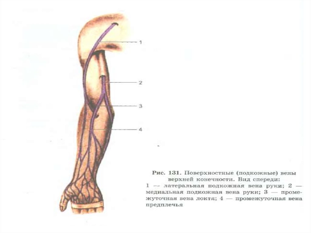 Вены предплечья анатомия схема